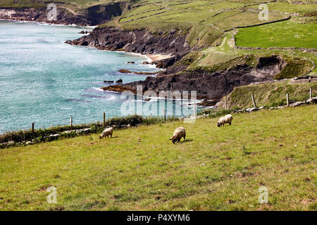 Schafe grasen auf saftigen Weiden, die von Klippen auf das Meer umgeben sind. Stockfoto