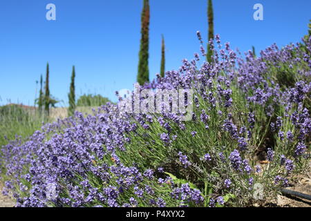 Lavendel auf der Seite der Straße in die Region Rioja Spanien während der Sommerferien. Stockfoto