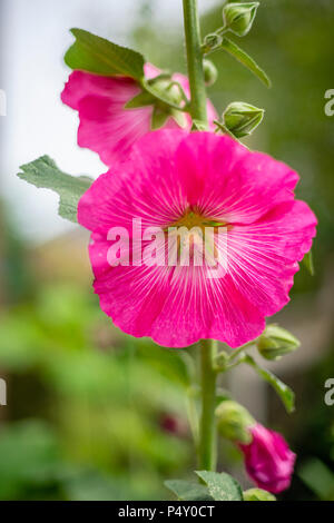 Ein rosa/magenta Malve (Alcea rosea) Blume in voller Blüte im Sommer in einem Garten in England, Großbritannien Stockfoto