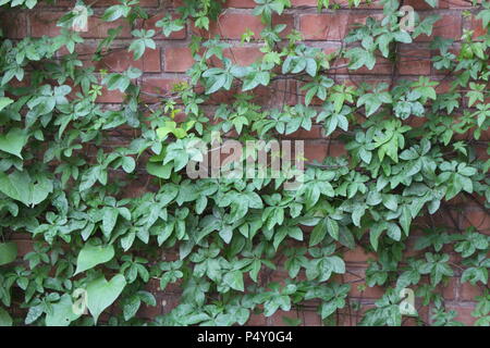 Ipomoea Efeu im Garten Stockfoto