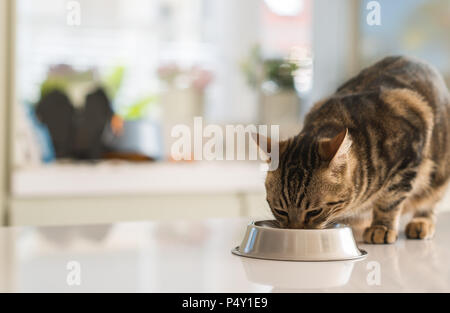 Schöne Katzen Katze Essen auf einer Metallschüssel. Niedliche Haustier. Stockfoto