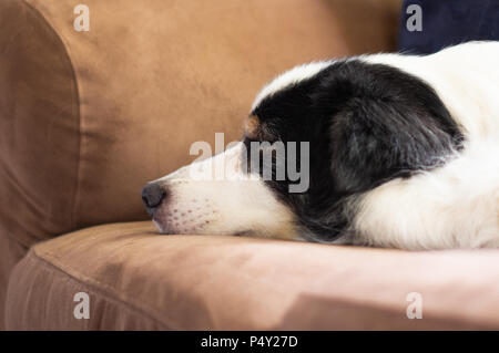 Schwarze und weisse Hund schläft auf braunem Sofa Stockfoto