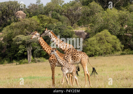 Masai Giraffe (Giraffa Camelopardalis tippelskirchi) gehen auf die Savanne der Serengeti National Park, Tansania Stockfoto