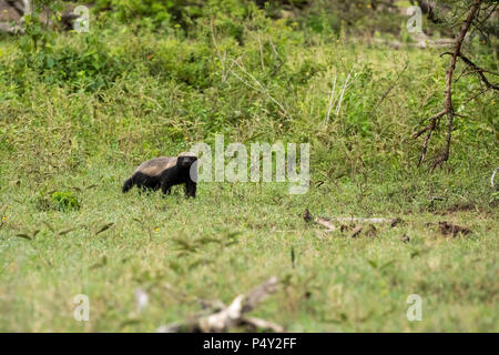 Honey Badger (Mellivora capensis) gehen auf die Savanne der Serengeti National Park, Tansania Stockfoto