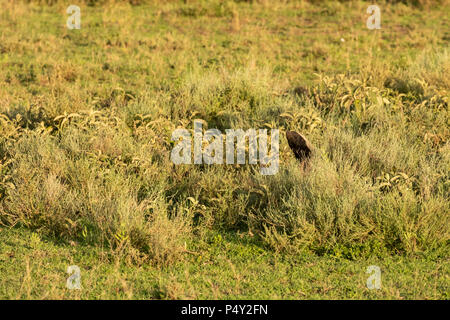 Honey Badger (Mellivora capensis) Jagd auf die Savanne der Serengeti National Park, Tansania Stockfoto