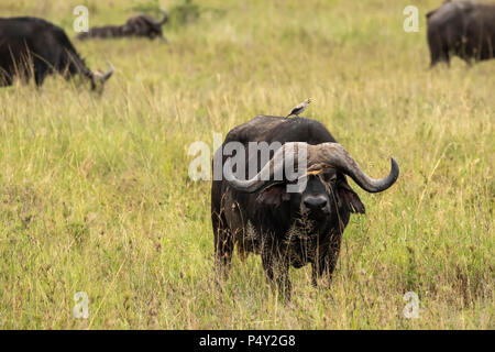 Kaffernbüffel (Syncerus Caffer) mit oxpeckers und Gelbstirn-blatthühnchen starling im Serengeti National Park, Tansania Stockfoto