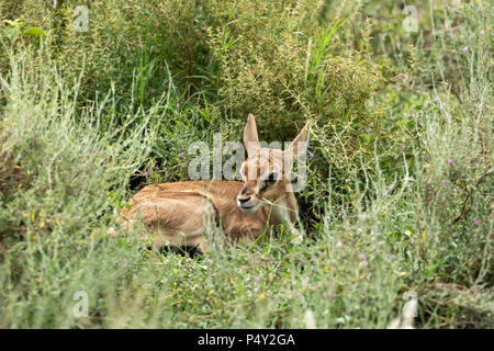 Thompson's Gazelle (Gazella Thomsonii) Baby versteckt sich in der Savanne der Serengeti National Park, Tansania Stockfoto