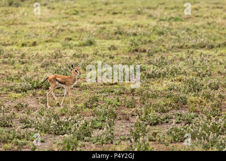 Thompson's Gazelle (Gazella Thomsonii) Baby gehen auf die Savanne der Serengeti National Park, Tansania Stockfoto