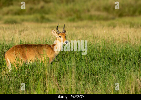 Gemeinsame Riedböcke (Redunca arundinum) Fütterung auf die Savanne der Serengeti National Park, Tansania Stockfoto