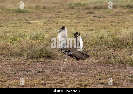 Kori Bustard (Ardeotis Kori) im Serengeti National Park, Tansania anzeigen Stockfoto