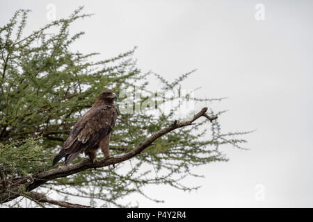 Steppe Eagle (Aquila nipalensis) in einen Baum im Serengeti National Park, Tansania thront Stockfoto