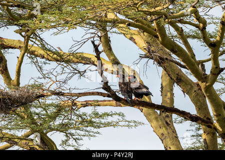 Sie (Terathopius ecaudatus) Männliche und weibliche Erwachsene thront in einem Baum in der Serengeti National Park, Tansania Stockfoto