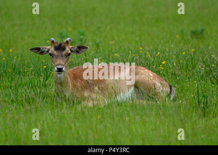 Damwild (Dama Dama), Bradgate Park, Leicestershire Stockfoto
