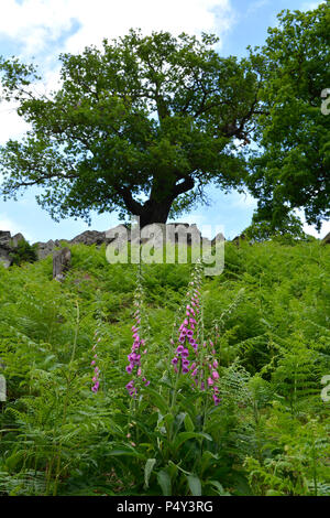 Alte Eiche, Bradgate Park, Leicestershire Stockfoto