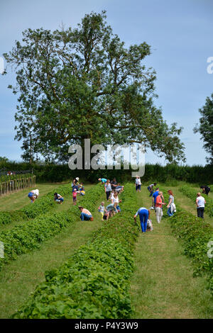 Sommer erdbeerpflücken in der Nähe von Harpole, Northamptonshire, Großbritannien Stockfoto