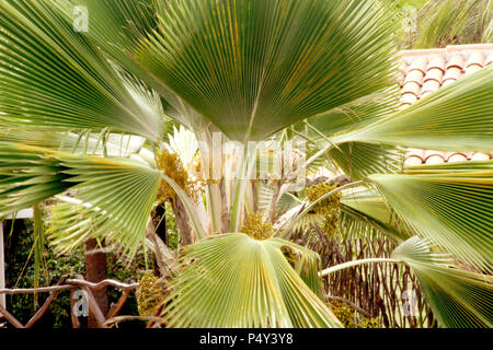 São Miguel do Gostoso, Rio Gande Norte, Brasilien tun Stockfoto