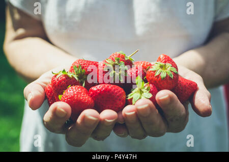 Weibliche Hände halten frische Erdbeeren. Ältere Frau mit frisch geernteten Erdbeeren aus dem eigenen Garten in den Händen. Sommer Konzept. Stockfoto