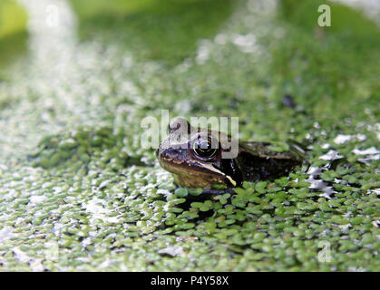 Grasfrosch in einem Teich umgeben von Wasserlinsen