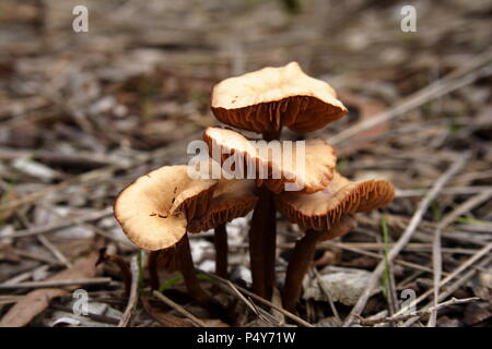 Cluster von Wild Mushroom Pilz Stockfoto