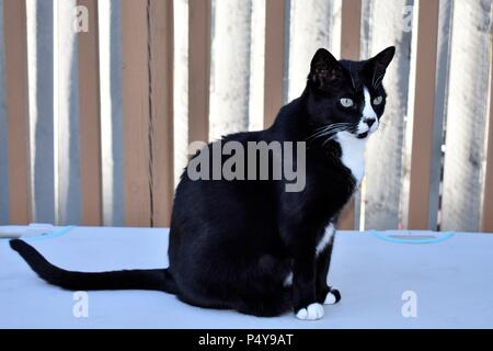 Tuxedo Katze sitzt auf Gartenmöbel Stockfoto
