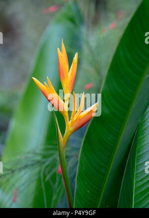 Eine Vielzahl von der Paradiesvogel Blume in Borneo, Malaysia Stockfoto