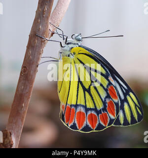 Gemeinsame Isebel Schmetterling seine Flügel ausbreiten und zu warten Stockfoto