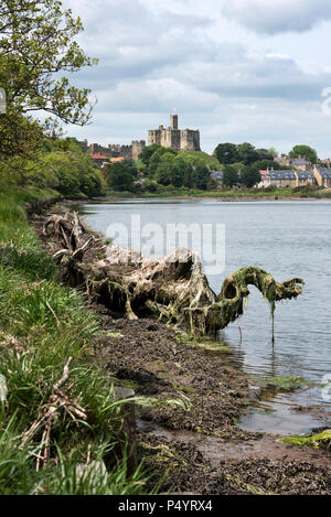 Der Fluß Coquet und Warkworth Castle, Northumberland, Großbritannien Stockfoto