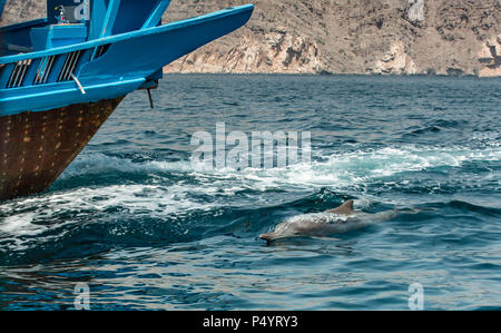 Delfine in ein küstengewässer von Musandam Stockfoto