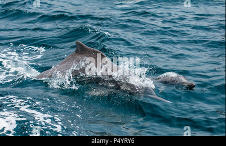 Delfine in ein küstengewässer von Musandam Stockfoto