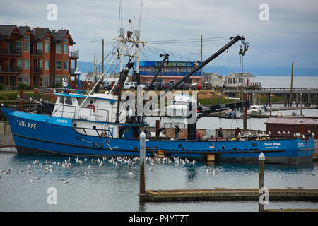 WESTPORT, WASHINGTON - 21. JUNI 2018: Möwen umgeben einen kommerziellen Fischerboot, wie es wartet, ihren Fang zu entladen. Stockfoto