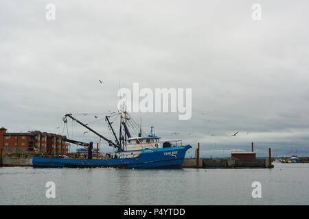 WESTPORT, WASHINGTON - 21. JUNI 2018: einem Verankerten kommerziellen Fischerboot von Möwen umgeben. Stockfoto