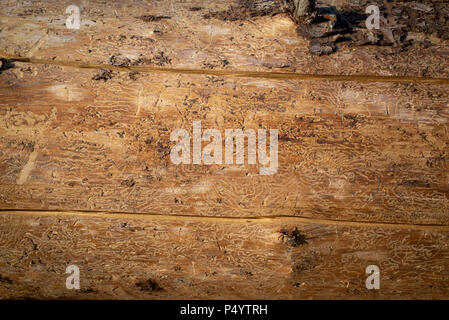 Textur aus Holz von Fichten Borkenkäfer zerstört Fichte Stockfoto