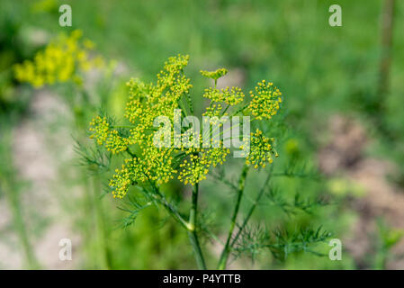 Blume des Dill Garten im Frühjahr. Flache Tiefenschärfe Stockfoto