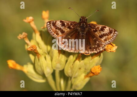 Schmuddelig Skipper Schmetterling nectaring auf schlüsselblume Stockfoto