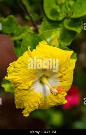 Die Yellow Hibiscus glaber ist ein Arten endemisch Bonin Inseln jetzt genannt Ogasawara Inseln. Zwei woody Hibiscus Arten sind gefunden - die Hibiscu Stockfoto