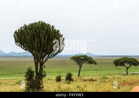Kandelaber Euphorbia (Euphorbia candelabrum) auf die Savanne im Tarangire Nationalpark, Tansania Stockfoto