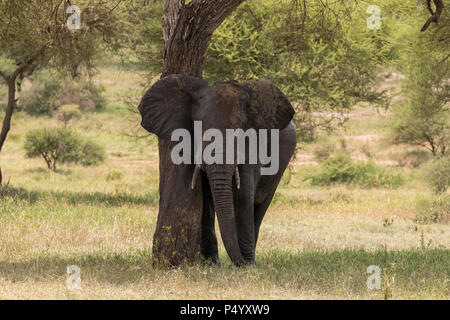 Afrikanischer Elefant (Loxodonta africana) Kratzer auf einen Baum im Tarangire Nationalpark, Tansania Stockfoto