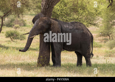 Afrikanischer Elefant (Loxodonta africana) Kratzer auf einen Baum im Tarangire Nationalpark, Tansania Stockfoto