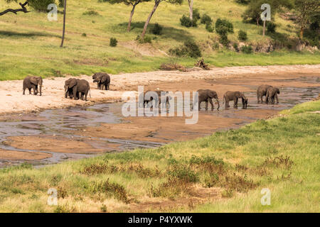 Afrikanischer Elefant (Loxodonta africana) Herde Trinkwasser aus Tarangire River im Tarangire Nationalpark, Tansania Stockfoto