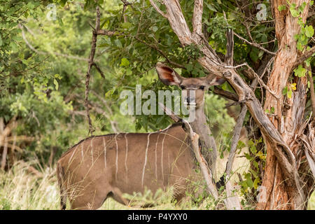 Weniger Kudu (Tragelaphus imberbis) Weibchen auf der Savanne im Tarangire Nationalpark, Tansania Stockfoto