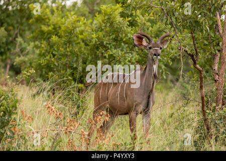 Weniger Kudu (Tragelaphus imberbis) Mann auf der Savanne im Tarangire Nationalpark, Tansania Stockfoto