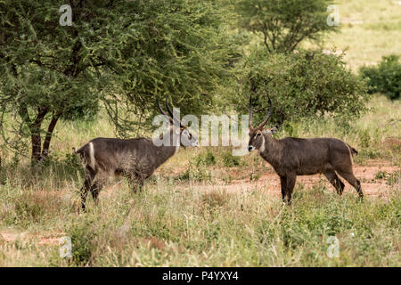 Gemeinsame Wasserböcke (Kobus ellipsiprymnus) Männer, die in den Tarangire Nationalpark, Tansania Stockfoto