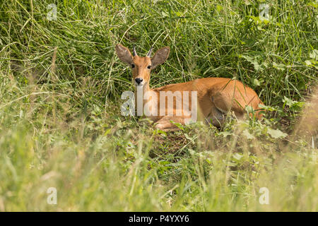 Gemeinsame Riedböcke (Redunca arundinum) im hohen Gras im Tarangire Nationalpark, Tansania ruhen Stockfoto