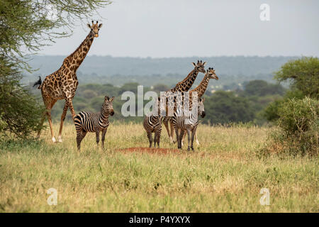 Masai Giraffe (Giraffa Camelopardalis tippelskirchi) und Common Zebras (Equus burchellii) Anfahren ein Wasserloch im Tarangire Nationalpark, Tansania Stockfoto