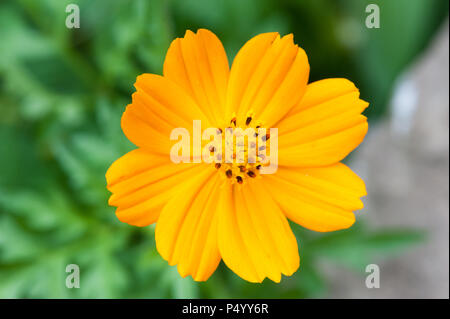 Cosmos Sulfureus auch Gelb cosmos Flower gegen grüne bakground bekannt Stockfoto
