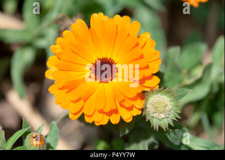 Calendula officinalis auch als Pot marigold Orange Blume bekannt Stockfoto