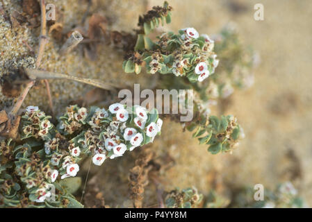 Kleine weiße Blumen blühen am Strand in Baja, Mexico Stockfoto