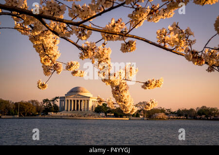 Das Jefferson Memorial von blühenden Kirschblüten während der Cherry Blossom Festival in Washington, DC, gerahmt