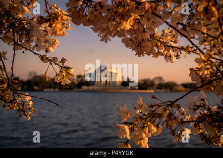 Das Jefferson Memorial von blühenden Kirschblüten während der Cherry Blossom Festival in Washington, DC, gerahmt Stockfoto