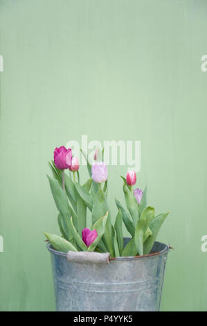 Tulpen in Metall Eimer Stockfoto